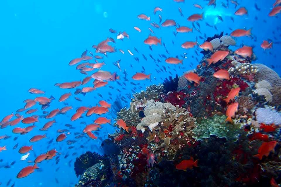 DAY CRUISE TOUR PROGRAM 3 POINT SNORKELING